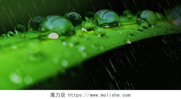 绿色叶子水滴谷雨春雨春天下雨雨天绿叶背景